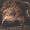 lazybear18